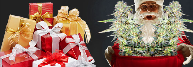 Новогодняя акция от Семенарнии