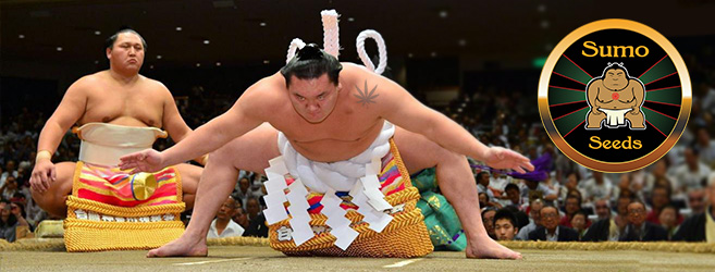 5 автоцветов от Sumo Seeds 5 автоцветов Sumo Seeds, которые собьют вас с ног!