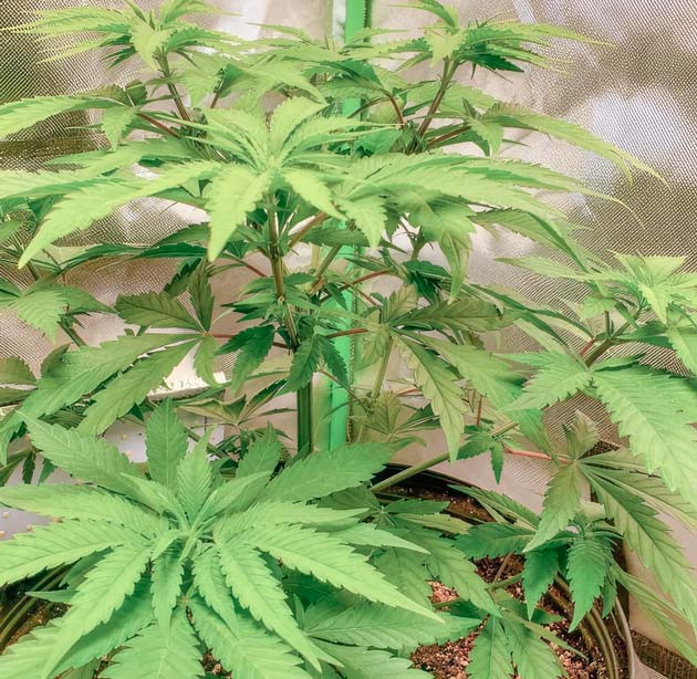Смена светового режима конопли Куст Cafe Racer от Blimburn Seeds на 7 неделе