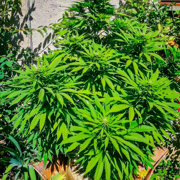 Появление фруктового аромата на 16 неделе Куст после подрезки