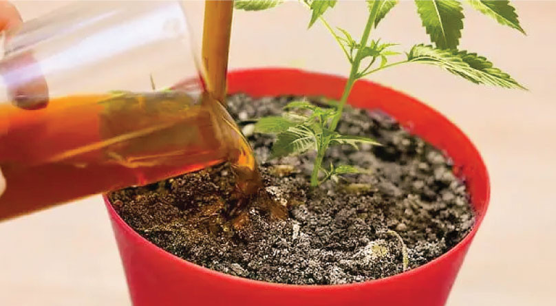 Когда лучше использовать мелассу Полив конопли мелассой