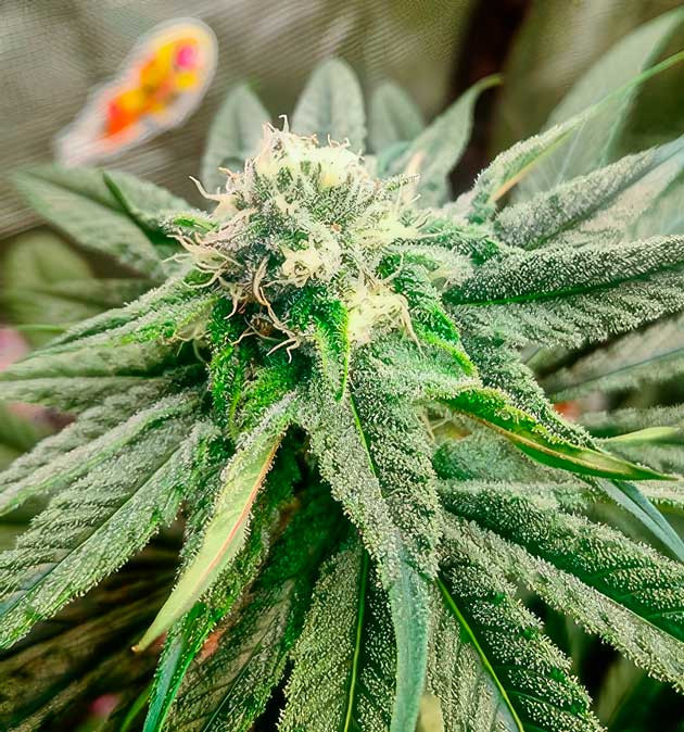Стабильное развитие и запах конопли Куст Banana Punch на стадии цветения
