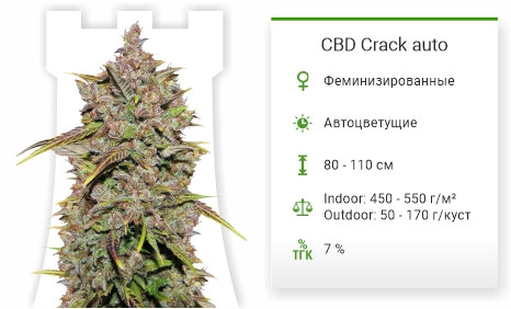 Сорт марихуаны CBD Crack auto CBD Crack Auto от FastBuds