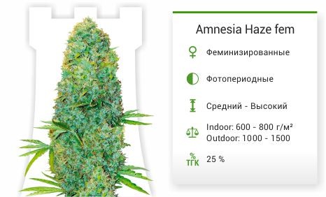 Сорт марихуаны Amnesia Haze Amnesia Haze fem (Victory Seeds)