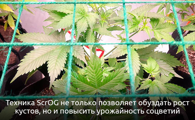 Техники тренировок марихуаны Методы ScrOG и SOG