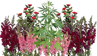 Устраните запах Позаботьтесь о запахе