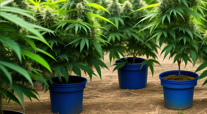 Выращивание в аутдоре в гроубэгах Выращивание в гроубэгах