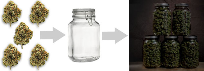 ферментация большого количества шишек Как ферментировать большое количество соцветий