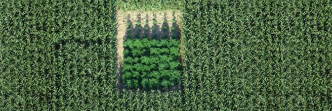 Незаметное выращивание конопли в ауте Незаметное выращивание марихуаны в ауте