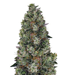 Glookies fem (Barney's Farm)