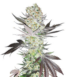 Gelato fem (Blimburn Seeds)
