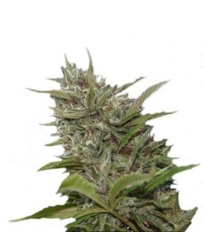 Auto Whiteberry fem (Paradise Seeds)