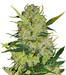 Apollo F1 Auto fem (RQS)