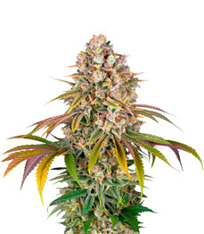 Lemon Tree fem (Barney's Farm)