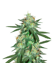 Bruce Banner Auto fem (Cali Buds Seeds)