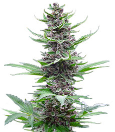 Tropicana Cookies Auto fem (FastBuds)