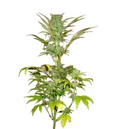 Short Rider Automatic fem (Nirvana Seeds)