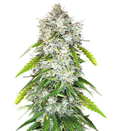 Papaya Cookies Auto fem (FastBuds)