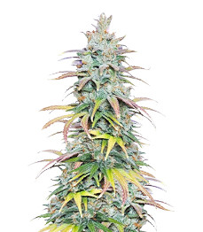 Apple Betty fem (Herbies Seeds)