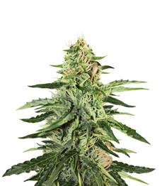 Girl Scout Cookies Auto fem (Original Sensible Seeds)