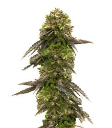 Bruce Banner # fem (AlphaFem Seeds)