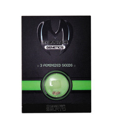 Monster Gelato fem (Monster Genetics)