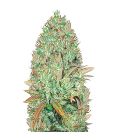 Seemango (Somango) fem (Victory Seeds)