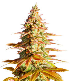 Original Clon fem (Blimburn Seeds)