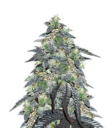 Golosa fem (Delicious Seeds)