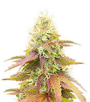CBD Apple Betty Auto fem (Herbies Seeds)