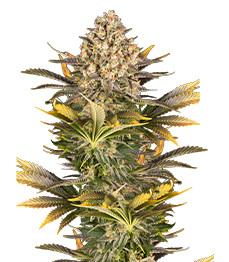 Banana Punch fem (Barney's Farm)