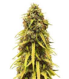 CBD Lemon Auto fem (Herbies Seeds)