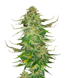 WiFi Kush fem (AlphaFem Seeds)