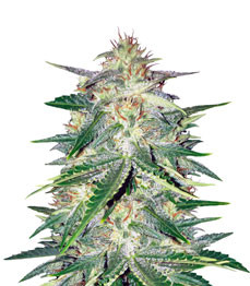 Lemon AK Auto fem (FastBuds)