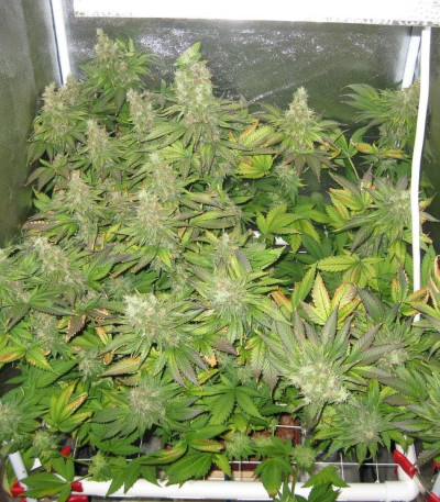 Сорт Blue Mystic fem (Royal Queen Seeds)