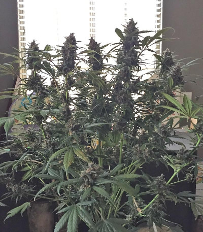 Сорт LSD-25 Auto fem