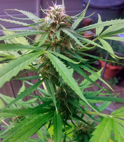 Сорт Vertigo Auto fem (Paradise Seeds)