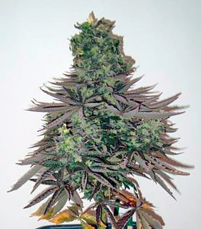 Сорт Jock Horror reg (Nirvana Seeds)