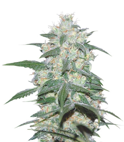 Сорт Pakistan Valley fem (World of Seeds)