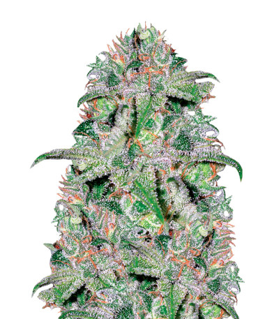 Сорт Doctor Jamaica fem (Vision Seeds)