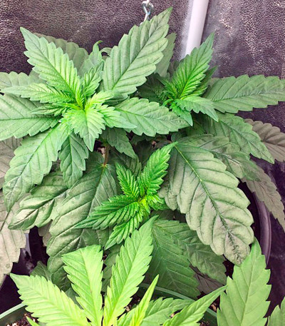 Сорт Afghan Kush fem (World of Seeds)