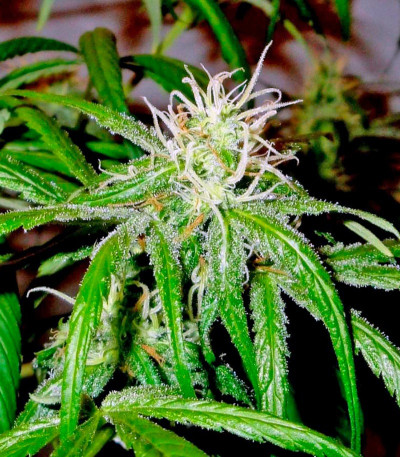 Сорт Mango Haze fem