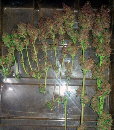 Сорт Bloody Skunk Auto fem (Sweet Seeds)