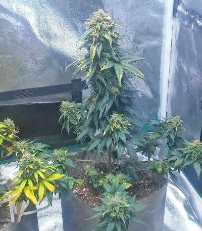 Сорт Ogre Auto fem (Doctor’s Choice)