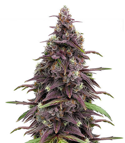 Сорт Keepers OG Autoflower fem (Seedkeepers)