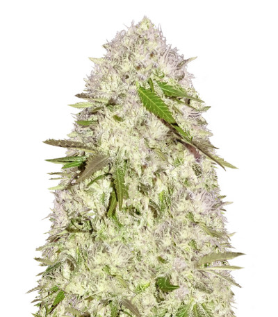 Сорт Sweet Harlem Diesel reg (Sumo Seeds)