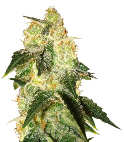 Сорт Pakistan Ryder Auto fem (World of Seeds)