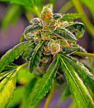 Сорт Massive Midget Auto fem