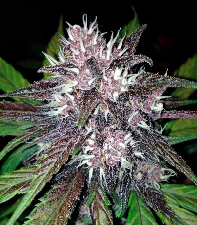 Сорт Black Cream Auto fem (Sweet Seeds)