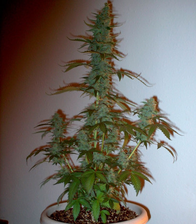 Сорт Supersonic Cristal Storm Auto fem (Samsara Seeds)